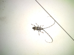 Trachyderes succinctus