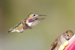 Selasphorus calliope