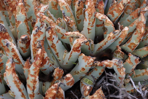 Cheiridopsis denticulata
