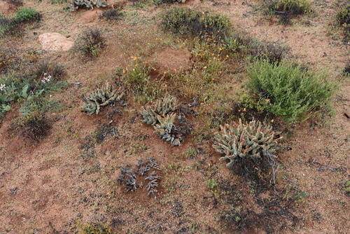 Cheiridopsis denticulata