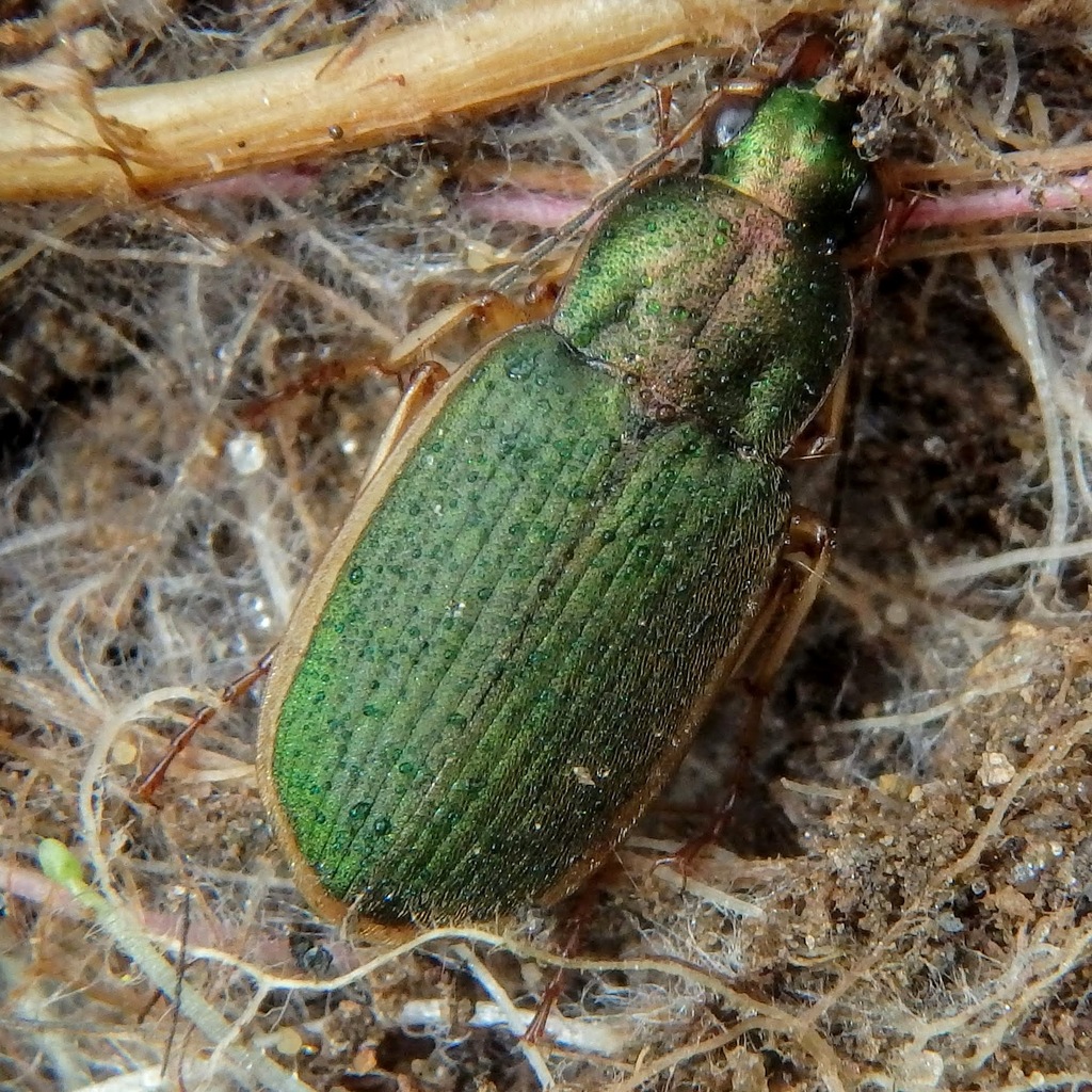 Chlaenius olivieri