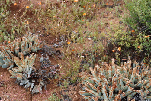 Cheiridopsis denticulata