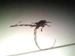 Trachyderes succinctus