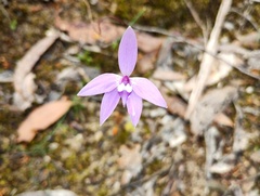 Elspeth Swan, CC BY, iNaturalist via GBIF Caladenia major, photograph Elspeth Swan, CC BY, iNaturalist via GBIF