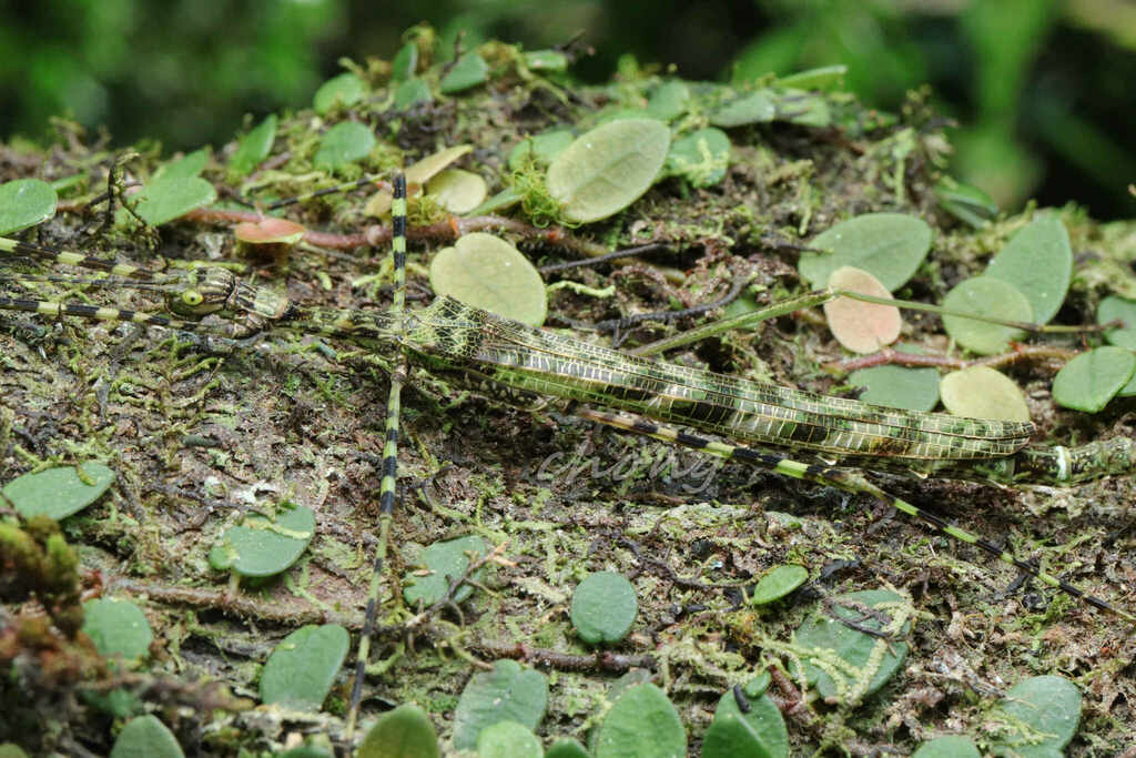 Varieganecroscia bicolor