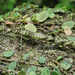 Varieganecroscia bicolor - Photo (c) 虫虫, μερικά δικαιώματα διατηρούνται (CC BY-NC), uploaded by 虫虫