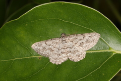 Psilosticha absorpta