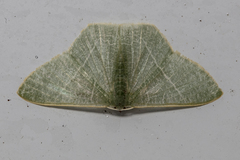 Pelagodes antiquadraria