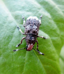 Platystomos albinus