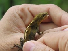 Anolis rubribarbaris