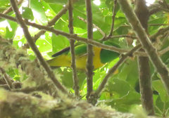 Chlorophonia occipitalis