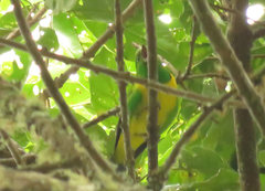 Chlorophonia occipitalis