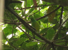 Chlorophonia occipitalis