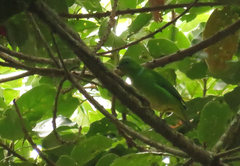 Chlorophonia occipitalis