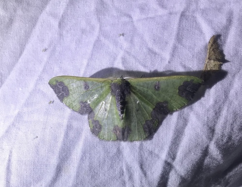 Oospila atopochlora