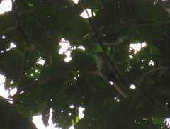 Lampornis viridipallens