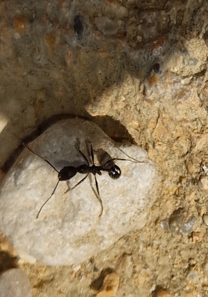 Collared Ants from 92100 Agrigento, AG, Italy on September 12, 2023 at ...