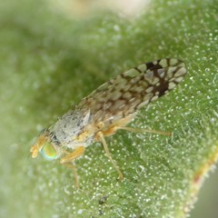 Euarestoides acutangulus