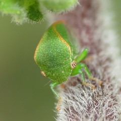 Spissistilus festinus