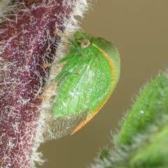 Spissistilus festinus