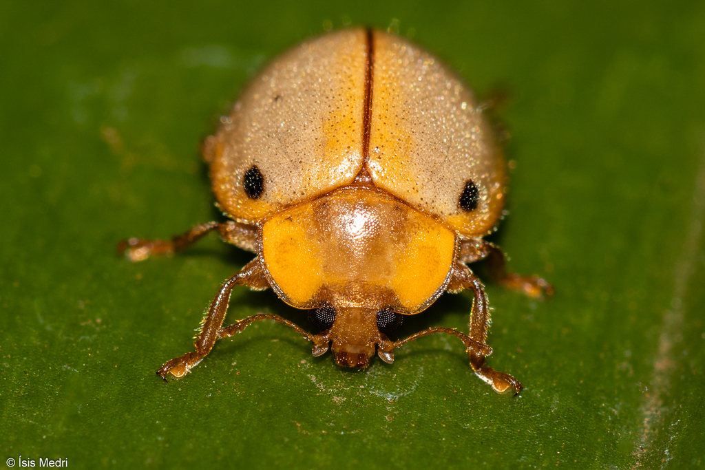 Eupalea reinhardti