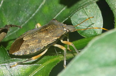 Coenomorpha