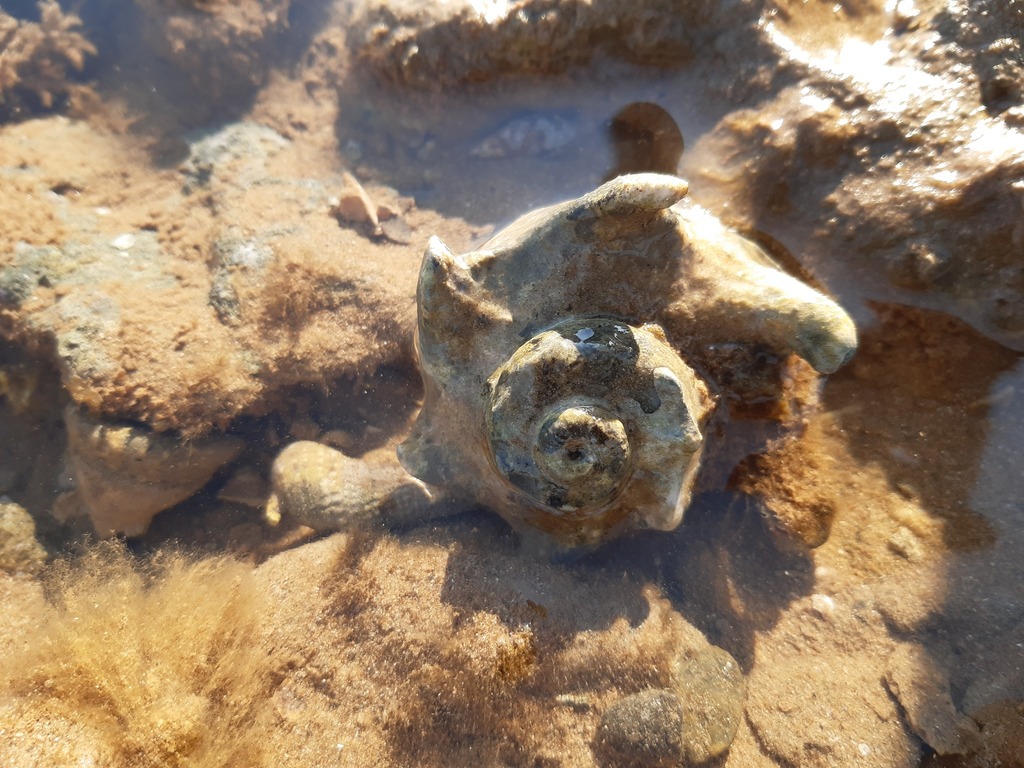 Lacinate Dolphin Shell from Port Hedland, WA, Australia on September 17 ...