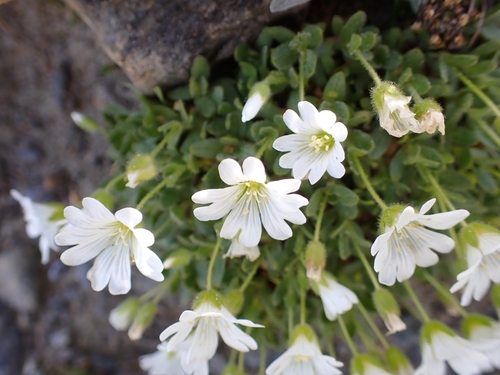 Image of Cerastium uniflorum by (c) Elias, some rights reserved (CC BY)