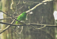 Chlorophonia occipitalis