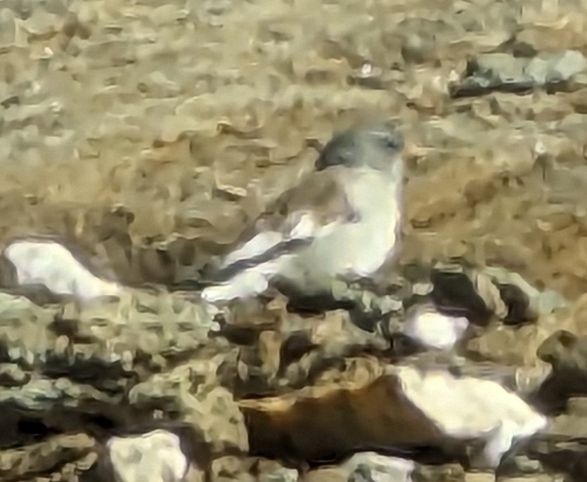 White-winged Snowfinch