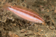 Australian Slender Wrasse photo 4