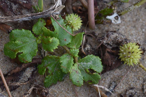 Triumfetta repens iNat (2)