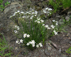 Eremogone juncea