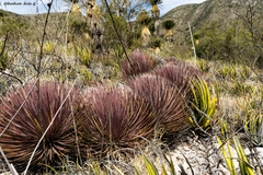 Agave striata striata
