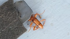 Xuthodes punctipennis