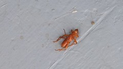 Xuthodes punctipennis