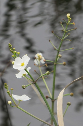 Image of Sagittaria chapmanii by (c) mfeaver, some rights reserved (CC BY)