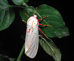 Rhodogastria similis