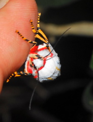 Rhodogastria similis