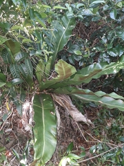 Asplenium goudeyi, photograph (c) naturewatchwidow, some rights reserved (CC BY)