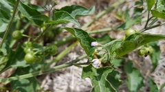 Solanum opacum