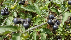 Solanum opacum