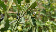 Solanum opacum