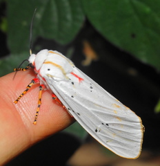 Rhodogastria similis