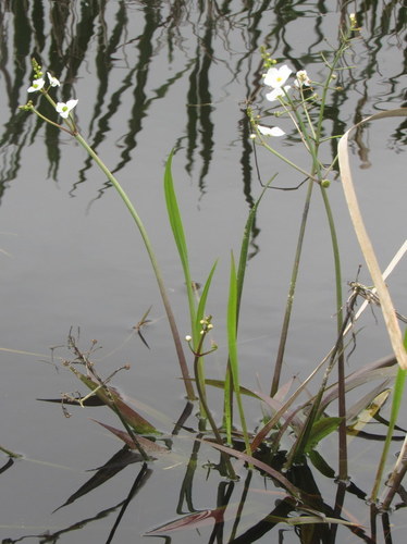 Image of Sagittaria chapmanii by (c) mfeaver, some rights reserved (CC BY)