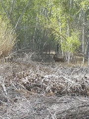 Odocoileus hemionus eremicus