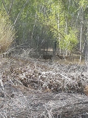 Odocoileus hemionus eremicus