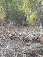 Odocoileus hemionus eremicus