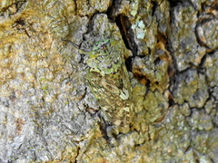 Platypleura zuluensis