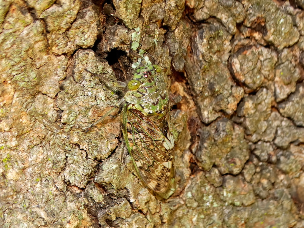 Dune Koko Orangewing Cicada